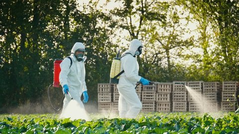 Pest Control Service. Spray Fumigation for Weed Control. Men in Protective Suits with Respirators Spray Toxic Pesticides, Pesticides and Insecticides on Plantations. Industrial Chemical Agriculture.