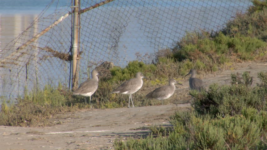 Close-up on birds, zoom out to reveal an oil field. 