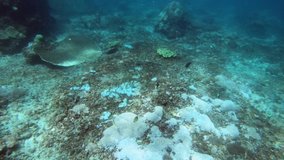 Underwater footage of a coral reef teeming with life in Bali, Indinesia