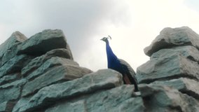 Video of Majestic Peacock on Rocks