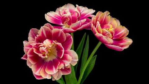 Tulips. Timelapse of bright pink striped colorful tulips flower blooming on black background. Timelapse spring bunch of tulip flowers opening, close-up. Holiday bouquet. 4K UHD video