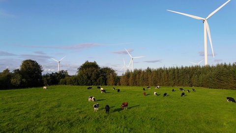 Aerial view over the farm landscape with cows grazing on a green meadow in front of the wind turbines generating clean renewable energy. Renewable energy production for the green ecological world.