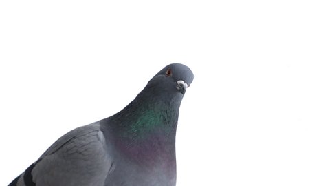 pigeon on a white background looking at the camera