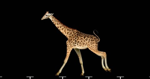 Isolated giraffe cyclical running. Can be used as a silhouette.