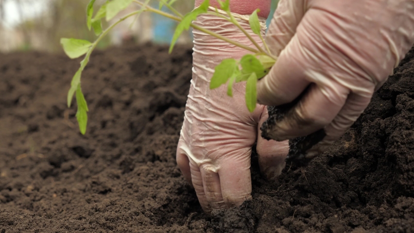 A farmer plants green seedlings with his hands in ground. A gardener with gloves plants tomato seedlings in open air. Eco friendly agriculture concept. Planting seedlings in spring on the plantation. | Shutterstock HD Video #1066745638