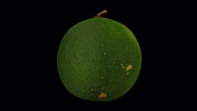 Realistic render of a rotating Calamansi (Philippine Lime) on transparent background (with alpha channel). The video is seamlessly looping, and the 3D object is scanned from a real calamansi.
