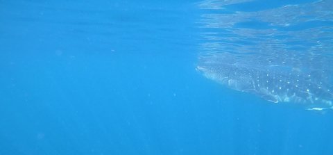 Whale Shark Swimming in the Ocean