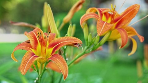 A slightly overexposed closeup of daylilies adds beauty and interest.