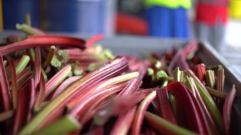 Close up of harvested Rhubarb in a container. Right to left.
