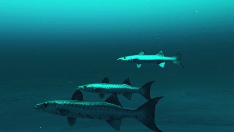 Three Barracuda fishes swimming in the deep blue ocean water, underwater scene of barracuda fishes, Beauty of sea life , 4K High Quality.