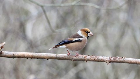 Hawfinch male bird in winter sitting on a branch