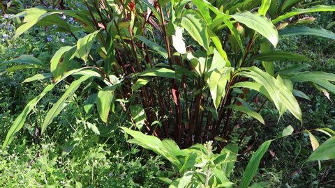 Large cardamom plantations, amomum subulatum plants at farm