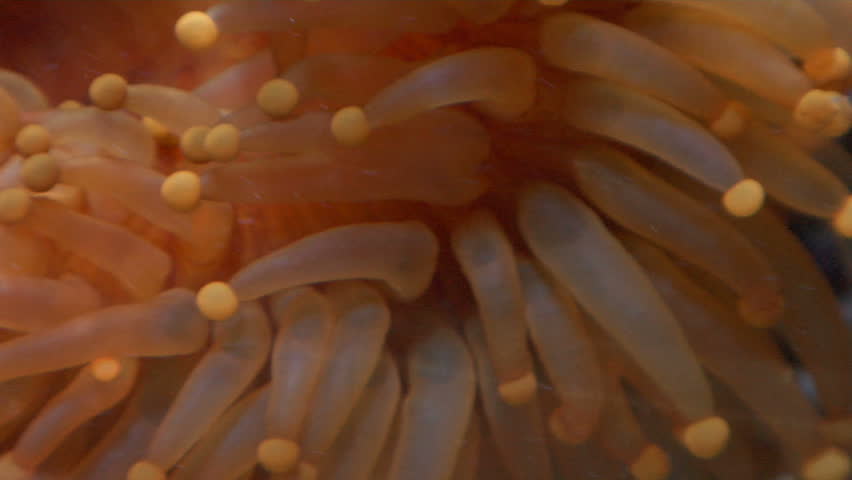 sea anemone.  Makes for a nice marine life background.