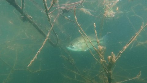 Freshwater fish Largemouth bass (Micropterus salmoides) in the beautiful lake habitat. Underwater footage with nice bacground and natural light. Wild life animal. Swimming predator fish Black bass.