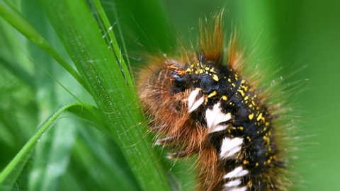Drinker moth caterpillar, Euthrix potatoria