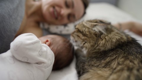 Cat licks the baby lying on the bed with his mother. Pets and children. Very gentle cat. High quality 4k footage