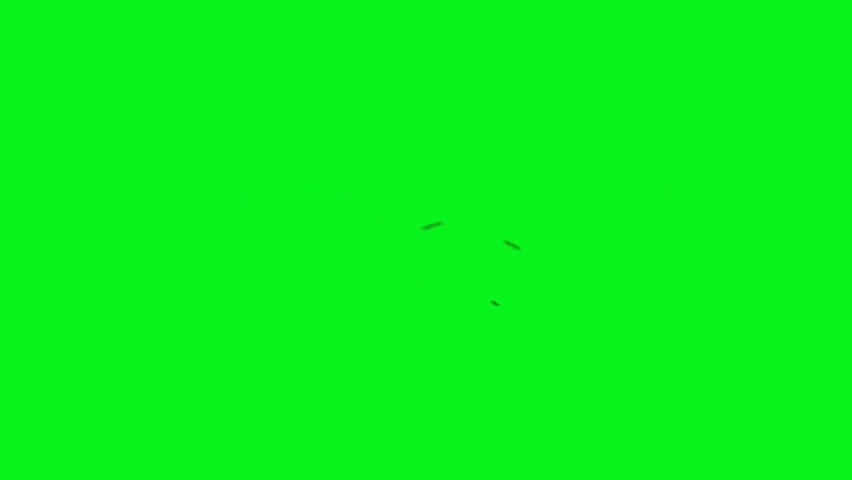 Swarm of Flies Flying on Green Screen | Shutterstock HD Video #1066765204