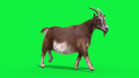 Goat Real Fur Green Screen Runcycle Loop Animals 3D Rendering Animation 4K