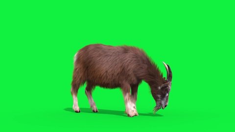 Goat Real Fur Green Screen Eat Loop Animals 3D Rendering Animation 4K