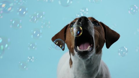 Funny Jack Russell having fun in the studio on a bluish background. The pet catches with his mouth soap bubbles that fly around him. Slow motion. Close up.