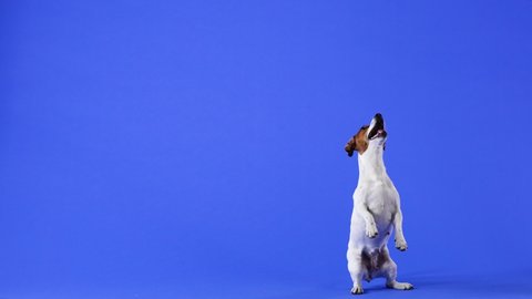 Jack Russell stands on his hind legs, then begins to jump high. Pet in the studio on a blue background. Slow motion. Close up.