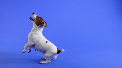 Side view of seated Jack Russell in the studio on a blue background. The pet sits and actively wags its tail. Slow motion. Close up.
