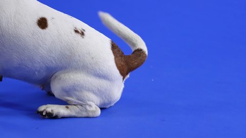 Jack Russell sits in the studio on a blue background, side view. Close up of a dog's hind legs and a wagging tail. Slow motion.
