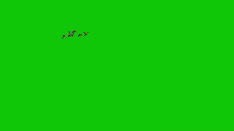 Macaw Parrots Flying on Green Screen