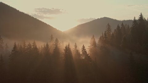 Aerial view of sunrise in the misty forest. Foggy golden sunset in mountains. Flying over green trees valley. Morning mist, country fields, sun rising above the horizon. Beautiful nature landscape.