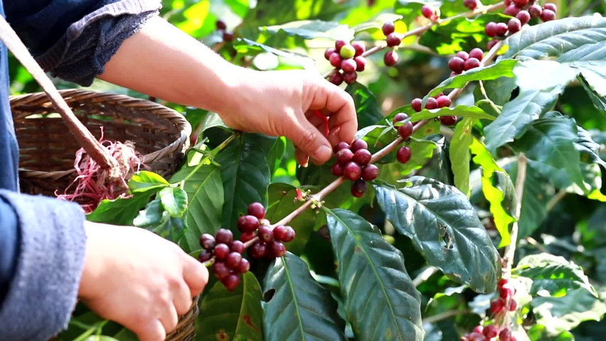 organic arabica coffee with farmer harvest in farm.harvesting Robusta and arabica  coffee berries by agriculturist hands,Worker Harvest arabica coffee berries on its branch, harvest concept. Royalty-Free Stock Footage #1066773373