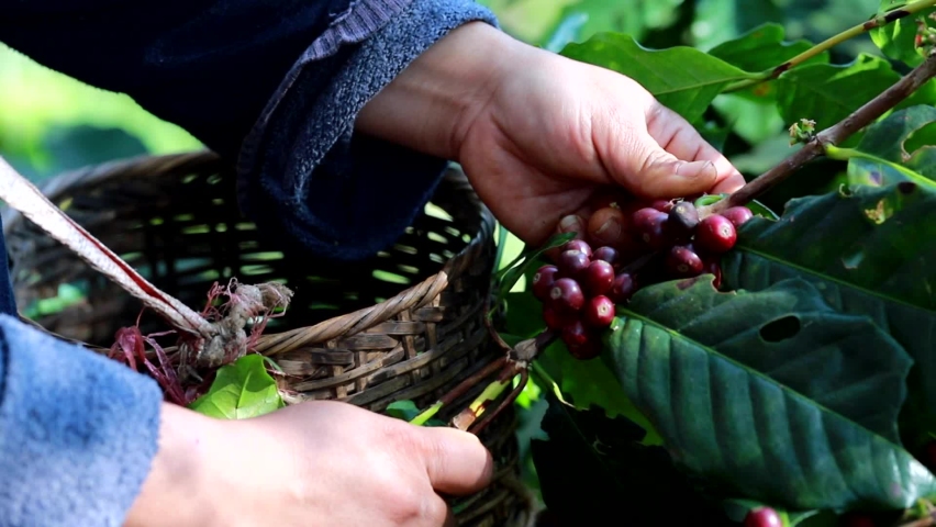 organic arabica coffee with farmer harvest in farm.harvesting Robusta and arabica  coffee berries by agriculturist hands,Worker Harvest arabica coffee berries on its branch, harvest concept. Royalty-Free Stock Footage #1066773376