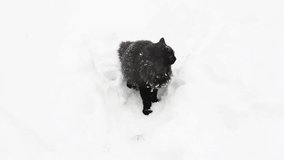 Beautiful black cat outdoors in winter. Wonderful winter weather. Snowing. Video