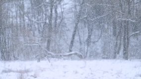 The dance of falling snowflakes in slow motion, an incredible natural phenomenon that can be observed in winter.