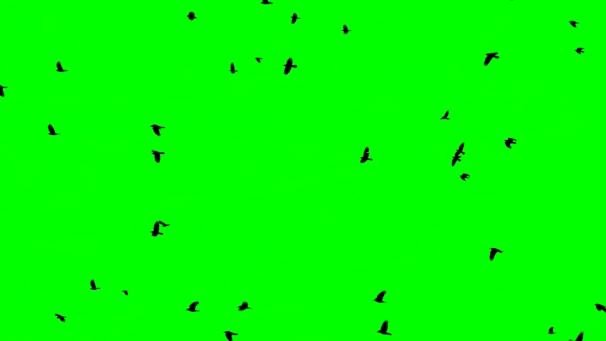 Flock Of Birds On Green Screen. Flock of crows flying in an imperfect formation. Slow motion, Birds flying in formation. Migrating Greater birds Royalty-Free Stock Footage #1066777825
