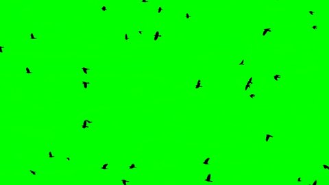 Flock Of Birds On Green Screen. Flock of crows flying in an imperfect formation. Slow motion, Birds flying in formation. Migrating Greater birds