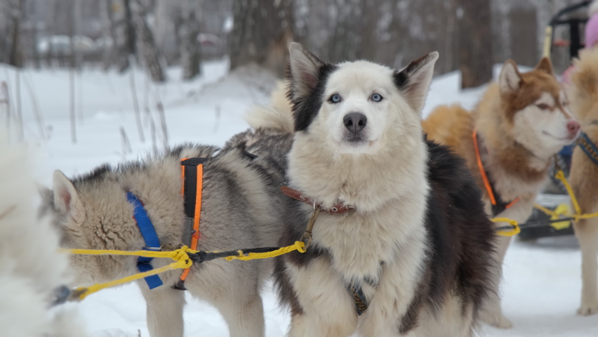 Alaskan Malamute Sledge Dog Looking into a Camera in Winter Day. Slow Motion. Leisure and Winter Activities, Pets and Animals Concept