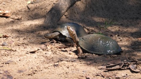 Tortoise Nesting Egg Laying Female Tortoise Stock Photo (Edit Now ...