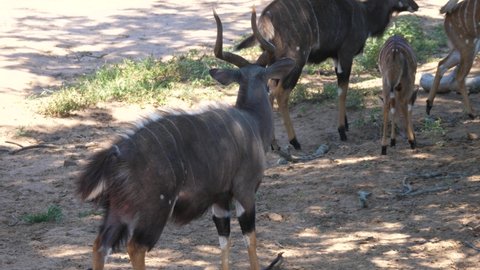 Male Lesser kudu walks towards the herd