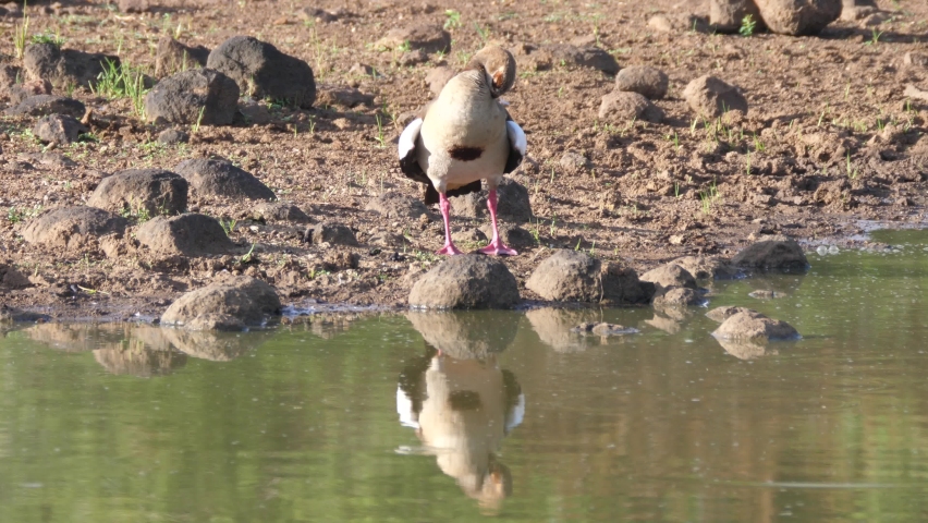 Egyptian goose preening his feathers at uMkhuze Game Reserve in South Africa