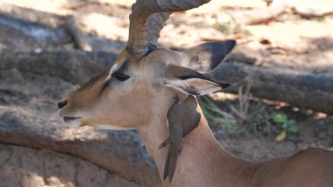 Yellow-billed oxpecker eats ticks and other insects from the ear of an impala
