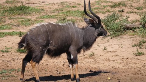 Male Lesser kudu with itchy fur