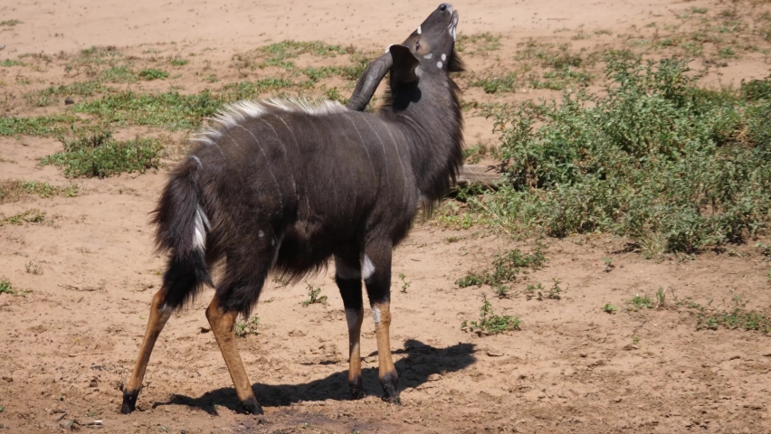 Male Lesser kudu walking around