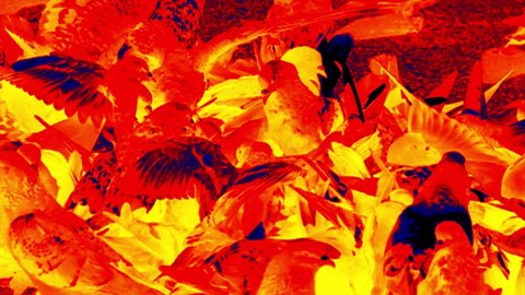 Feeding the pigeons. Pandemonium in the pack that feeds. Scanning the animal's body temperature with a thermal imager.