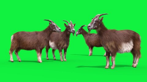 Group of Goats Real Fur Green Screen Graze Animals 3D Rendering Animation 4K