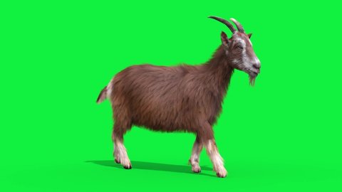 Goat Real Fur Green Screen Walkcycle Loop Animals 3D Rendering Animation 4K