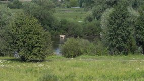 Video timelapse of green sunny summer countryside landscape and many cows walks in cool water of river