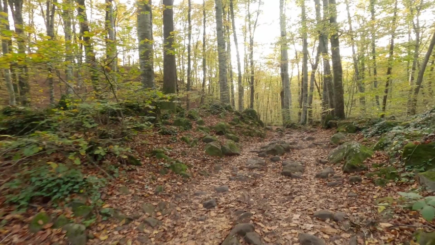 Hiking trail in the autumn forest  