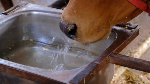 Close up of cow drinking water