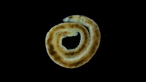 Oligochaeta worm under a microscope, Clitellata Class, Annelida Phylum Sample found in bottom samples from the Volga River. species not defined