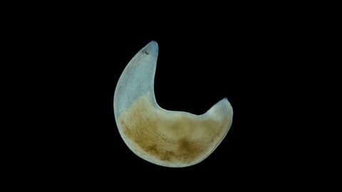 flatworm Plagiostomum lemani under the microscope, class Turbellaria, Platyhelminthes Phylum. Lives in fresh water. Sample found in the Volga River